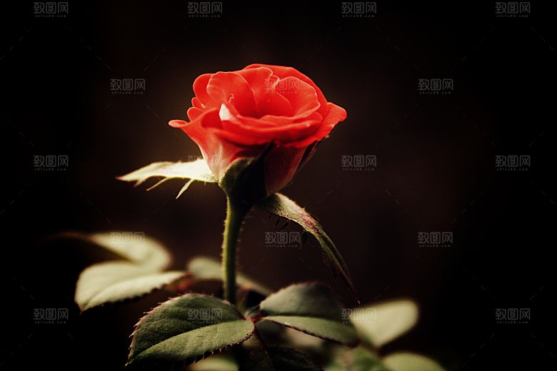 高清图库玫瑰花图片红白粉紫玫瑰花束