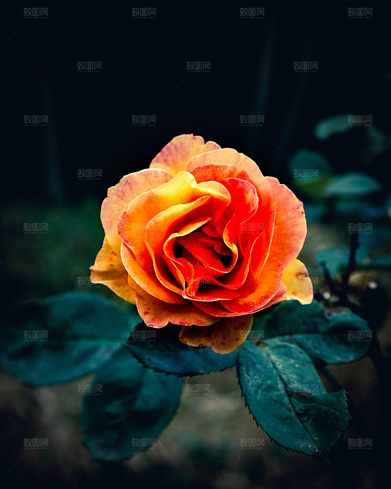高清图库玫瑰花图片红白粉紫玫瑰花束