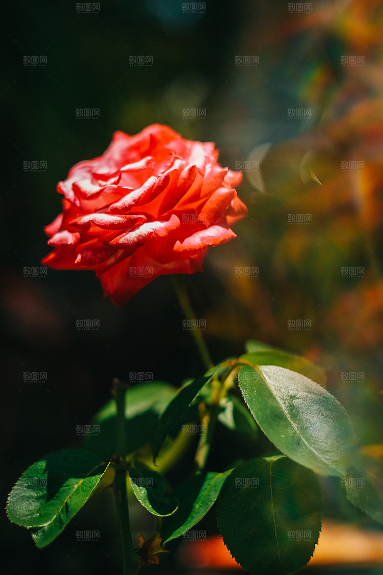 高清图库玫瑰花图片红白粉紫玫瑰花束素材