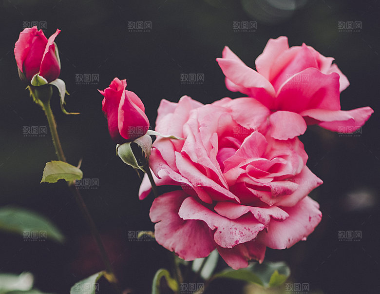 高清图库玫瑰花图片红白粉紫玫瑰花束素材
