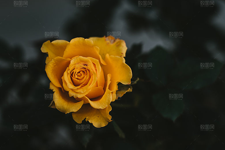 高清图库玫瑰花图片红白粉紫玫瑰花束