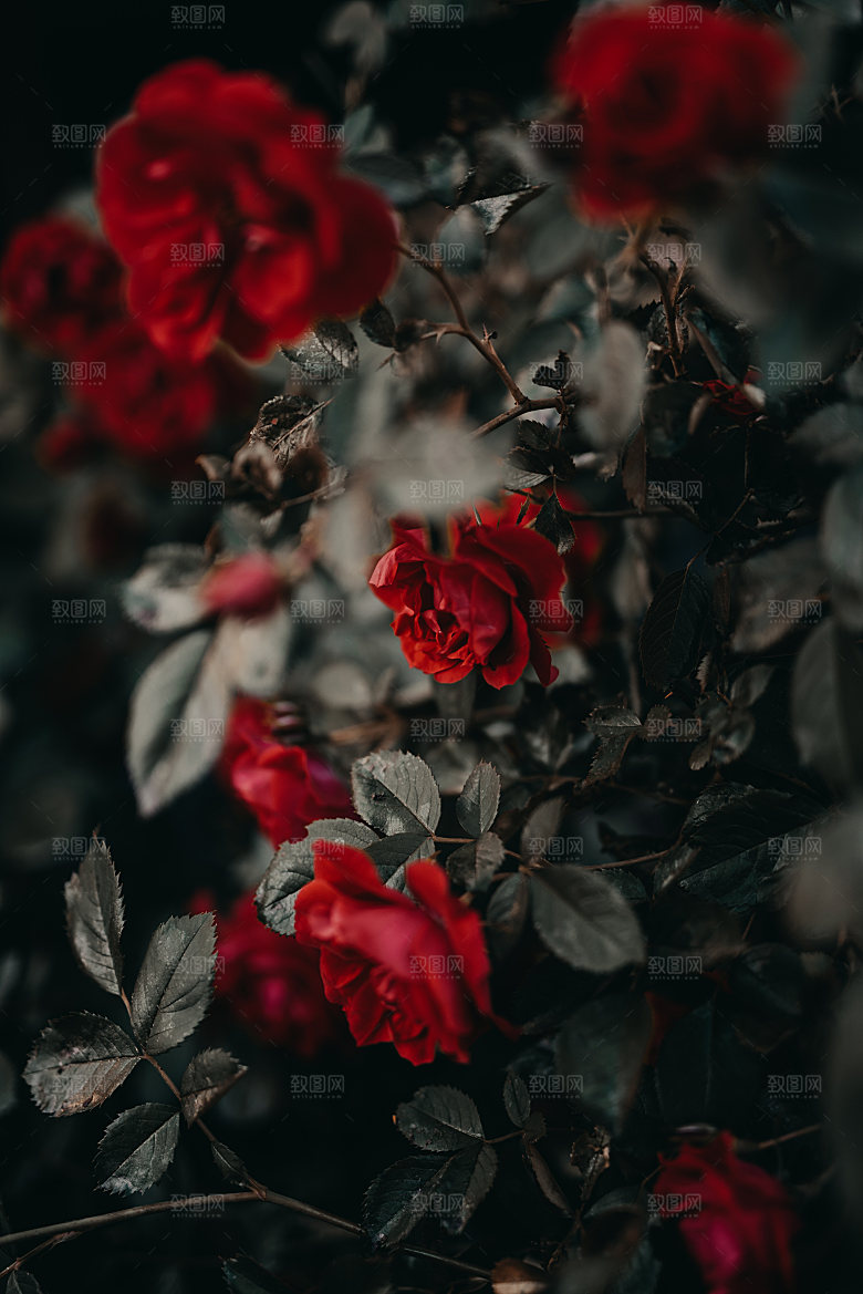 高清图库玫瑰花图片红白粉紫玫瑰花束素材