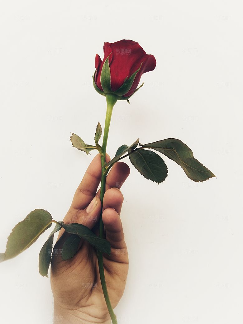 高清图库玫瑰花图片红白粉紫玫瑰花束素材