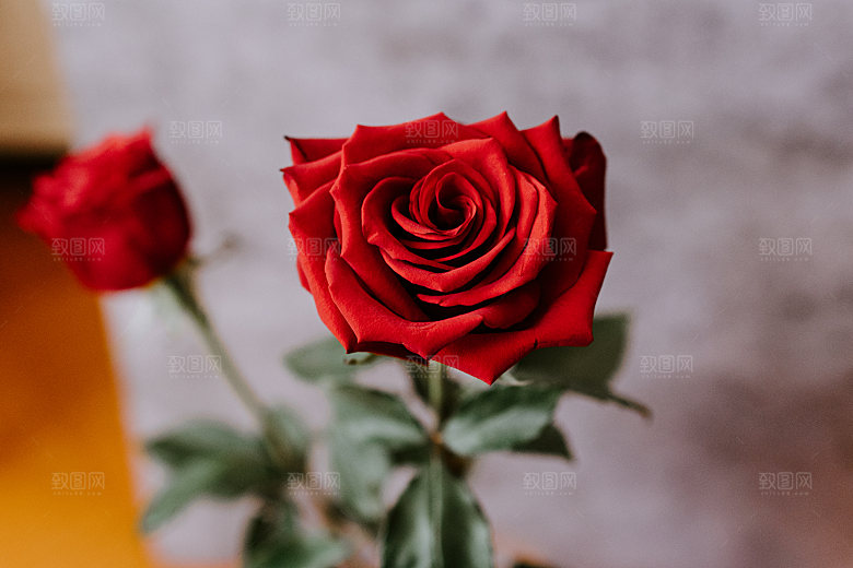 高清图库玫瑰花图片红白粉紫玫瑰花束素材