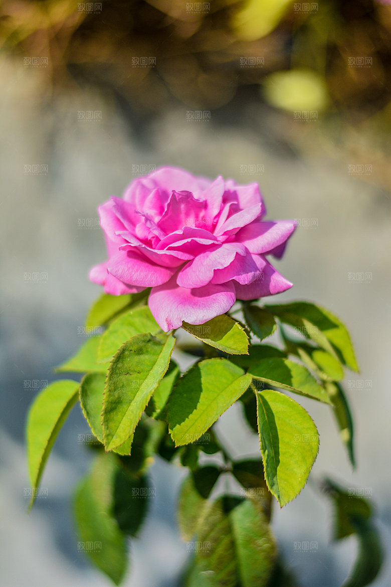 高清图库玫瑰花图片红白粉紫玫瑰花束