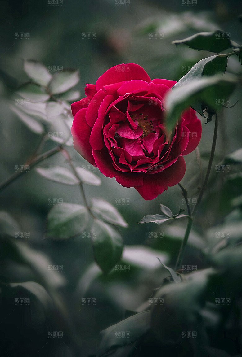 高清图库玫瑰花图片红白粉紫玫瑰花束