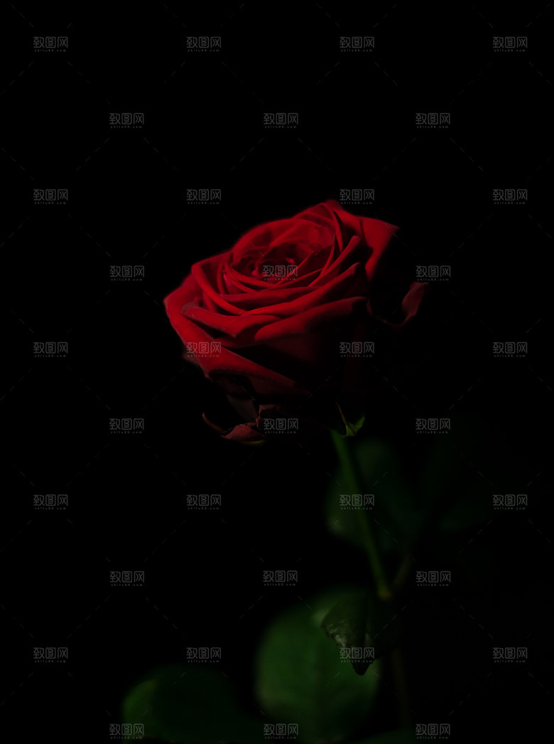 高清图库玫瑰花图片红白粉紫玫瑰花束