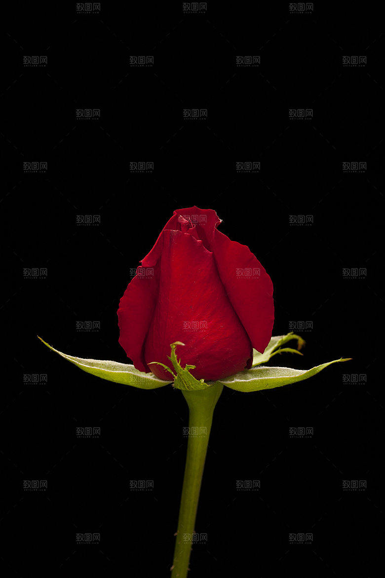 高清图库玫瑰花图片红白粉紫玫瑰花束