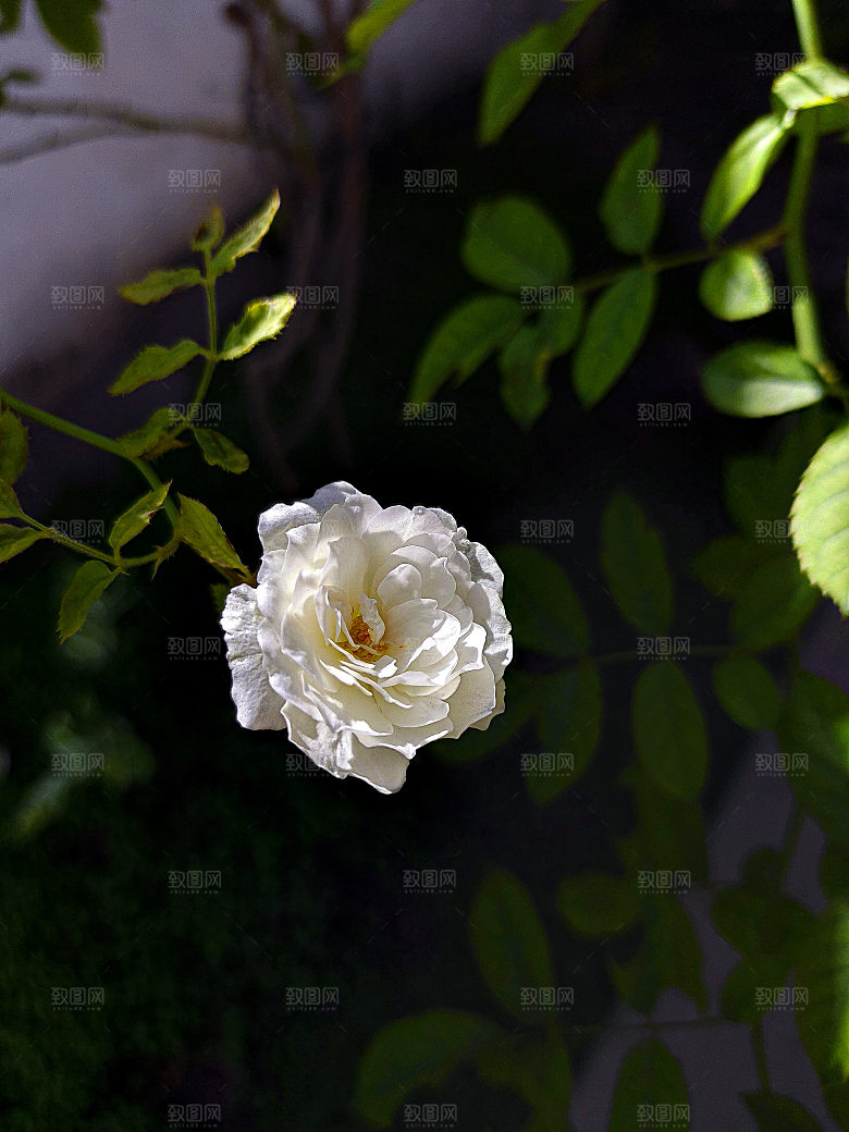高清图库玫瑰花图片红白粉紫玫瑰花束