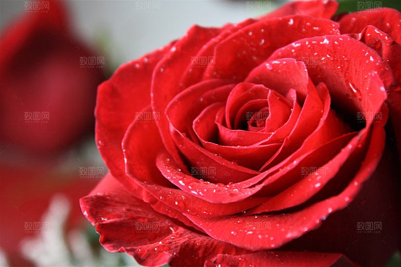 高清图库玫瑰花图片红白粉紫玫瑰花束素材