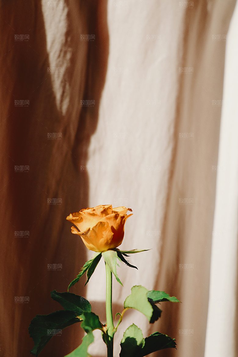 高清图库玫瑰花图片红白粉紫玫瑰花束素材