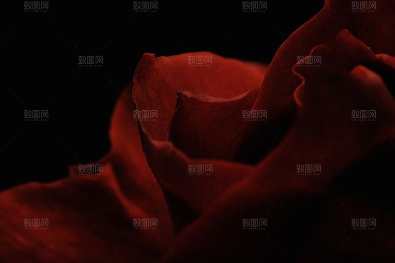 高清图库玫瑰花图片红白粉紫玫瑰花束素材