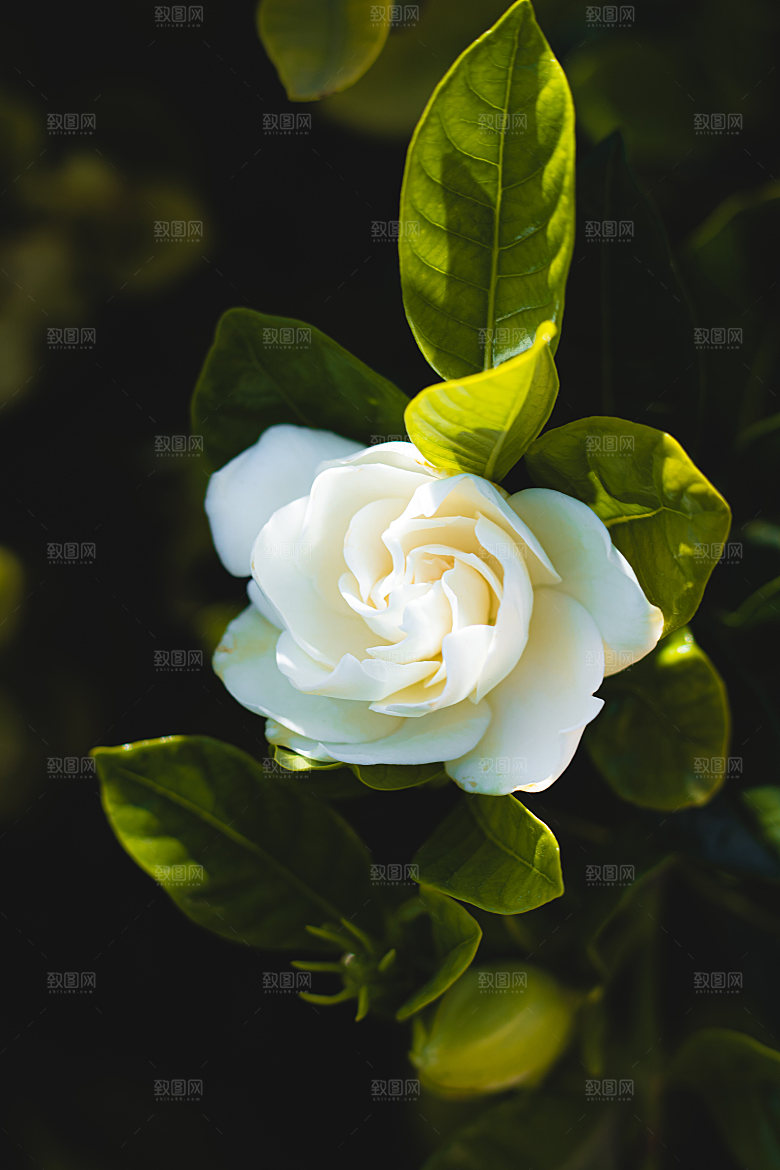 高清图库玫瑰花图片红白粉紫玫瑰花束素材