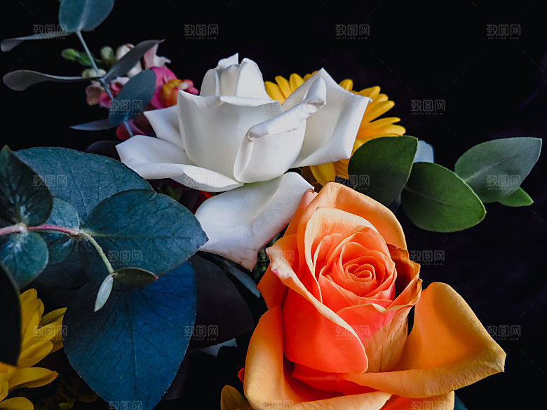 高清图库玫瑰花图片红白粉紫玫瑰花束素材