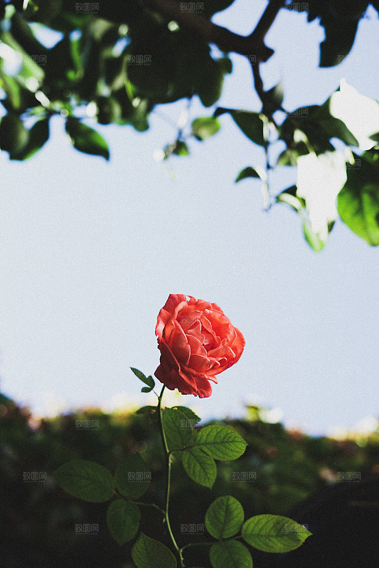 高清图库玫瑰花图片红白粉紫玫瑰花束