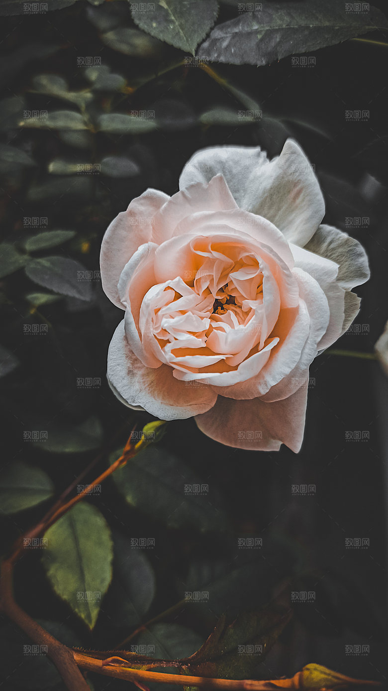 高清图库玫瑰花图片红白粉紫玫瑰花束