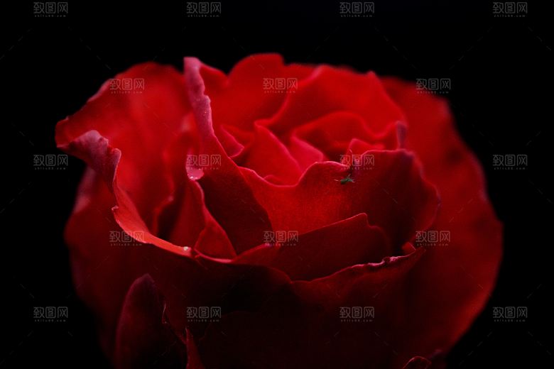 高清图库玫瑰花图片红白粉紫玫瑰花束