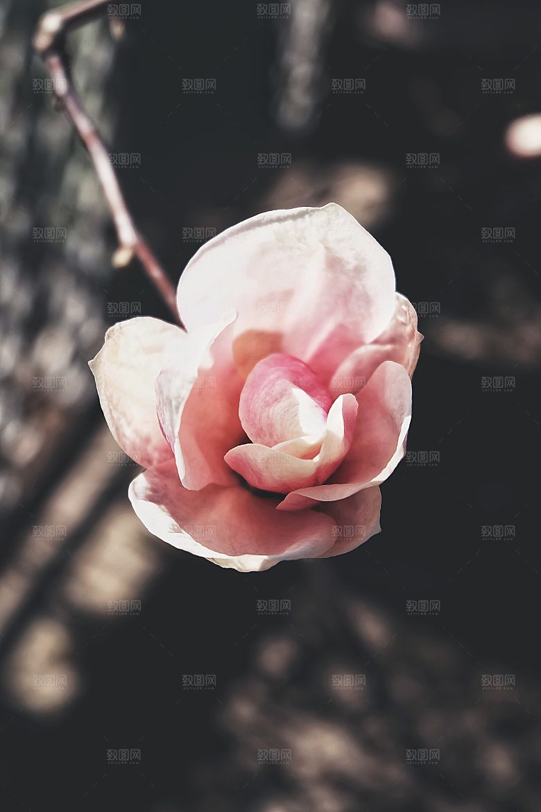 高清图库玫瑰花图片红白粉紫玫瑰花束