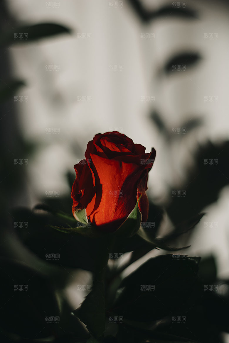 高清图库玫瑰花图片红白粉紫玫瑰花束