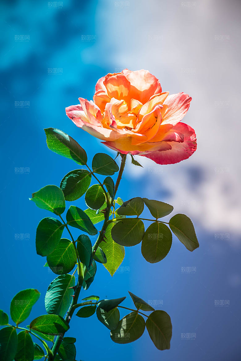 高清图库玫瑰花图片红白粉紫玫瑰花束