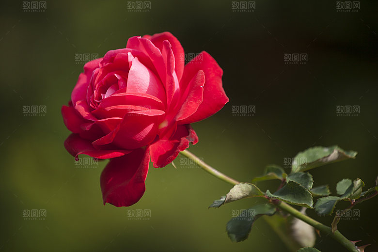 高清图库玫瑰花图片红白粉紫玫瑰花束