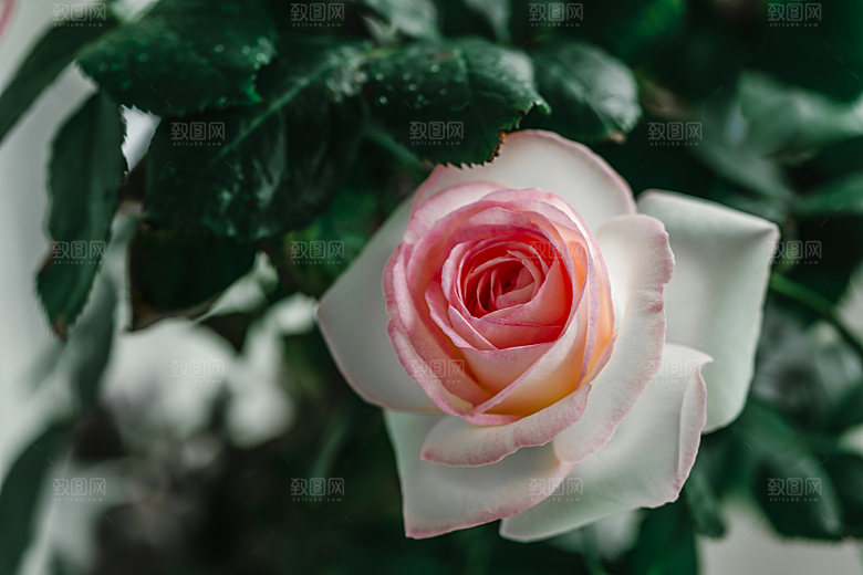 高清图库玫瑰花图片红白粉紫玫瑰花束素材