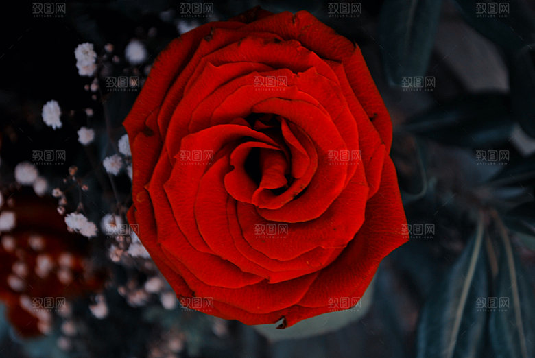 高清图库玫瑰花图片红白粉紫玫瑰花束素材