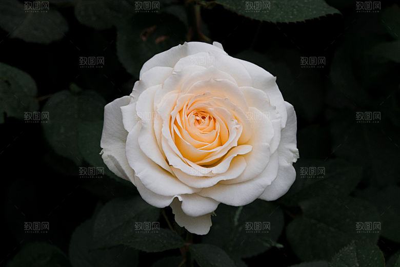 高清图库玫瑰花图片红白粉紫玫瑰花束素材