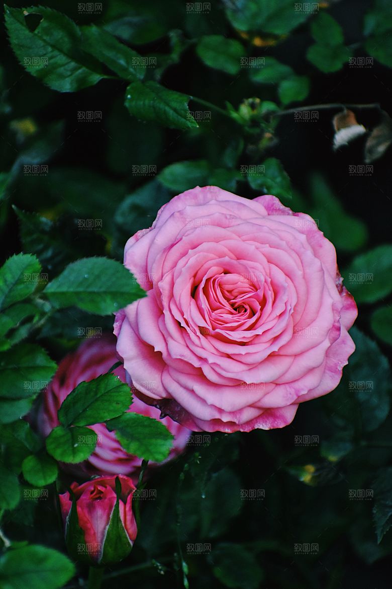 高清图库玫瑰花图片红白粉紫玫瑰花束素材