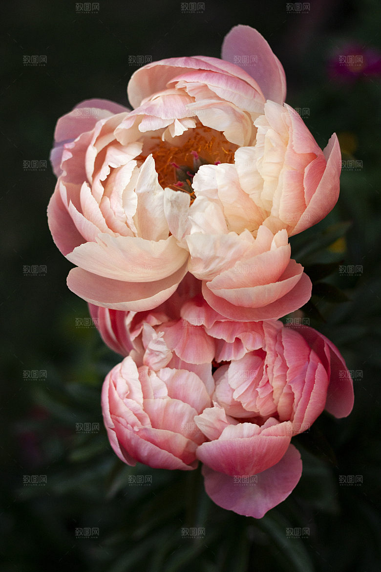 高清图库玫瑰花图片红白粉紫玫瑰花束素材