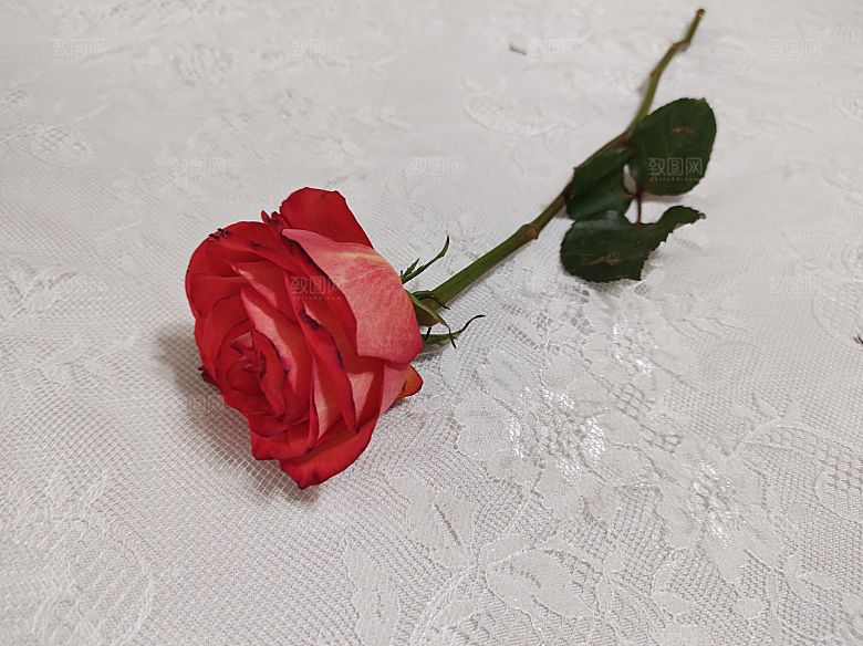 高清图库玫瑰花图片红白粉紫玫瑰花束素材
