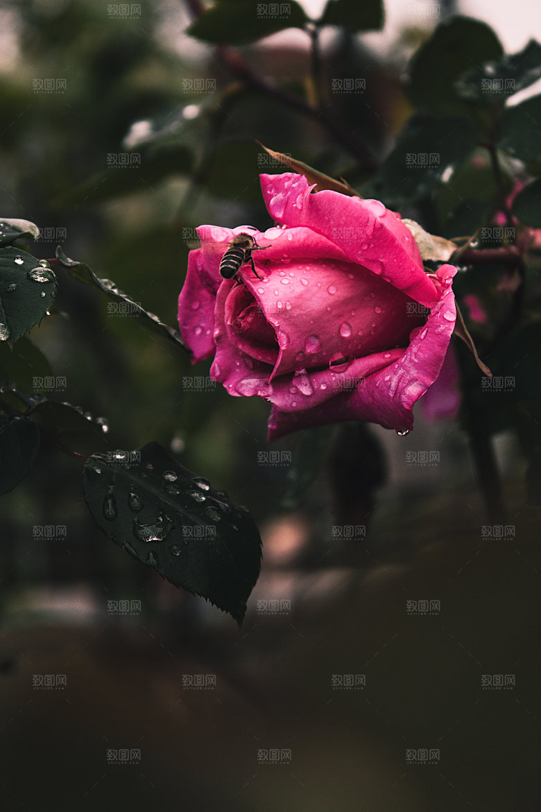 高清图库玫瑰花图片红白粉紫玫瑰花束素材