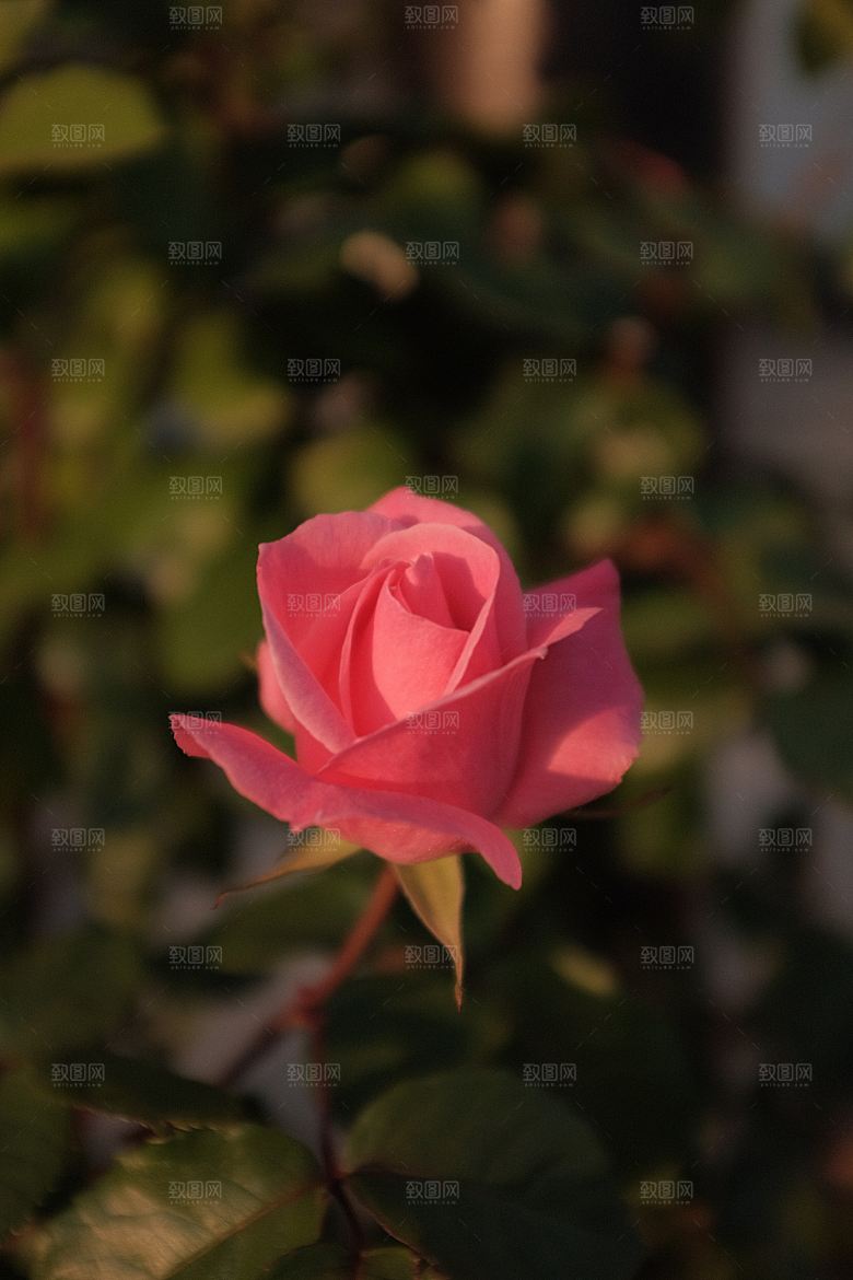 高清图库玫瑰花图片红白粉紫玫瑰花束素材