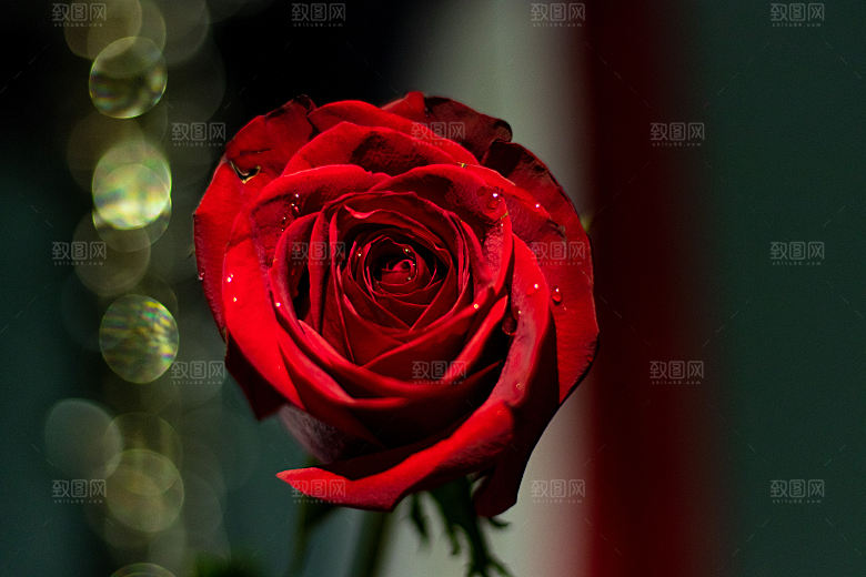 高清图库玫瑰花图片红白粉紫玫瑰花束素材