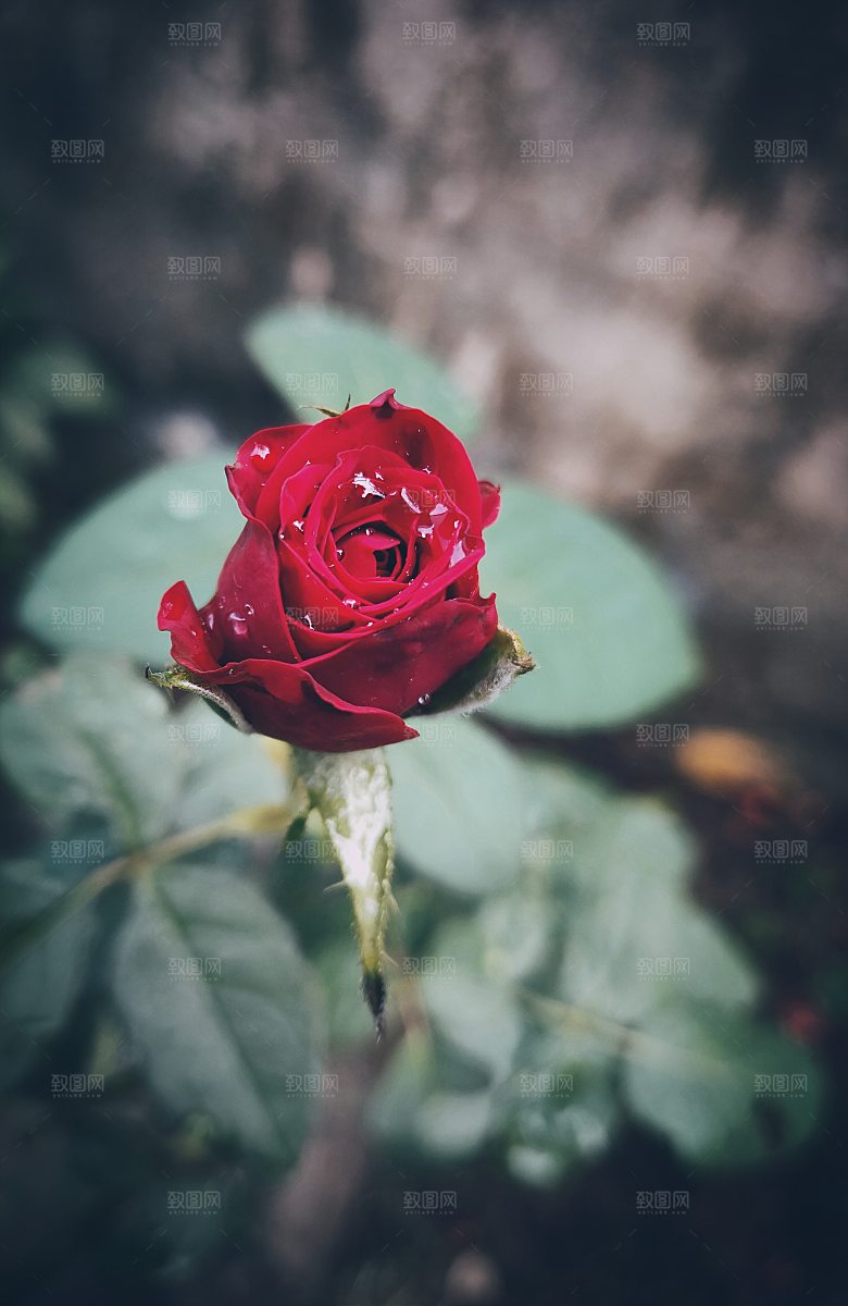 高清图库玫瑰花图片红白粉紫玫瑰花束