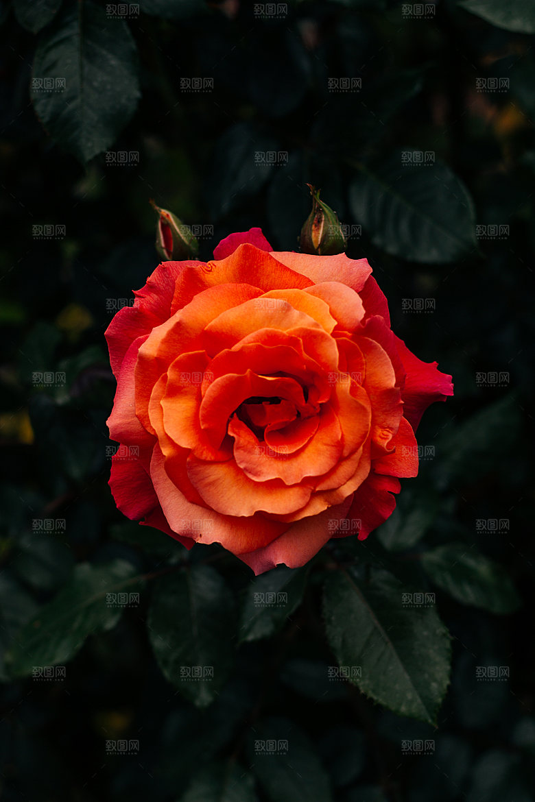 高清图库玫瑰花图片红白粉紫玫瑰花束