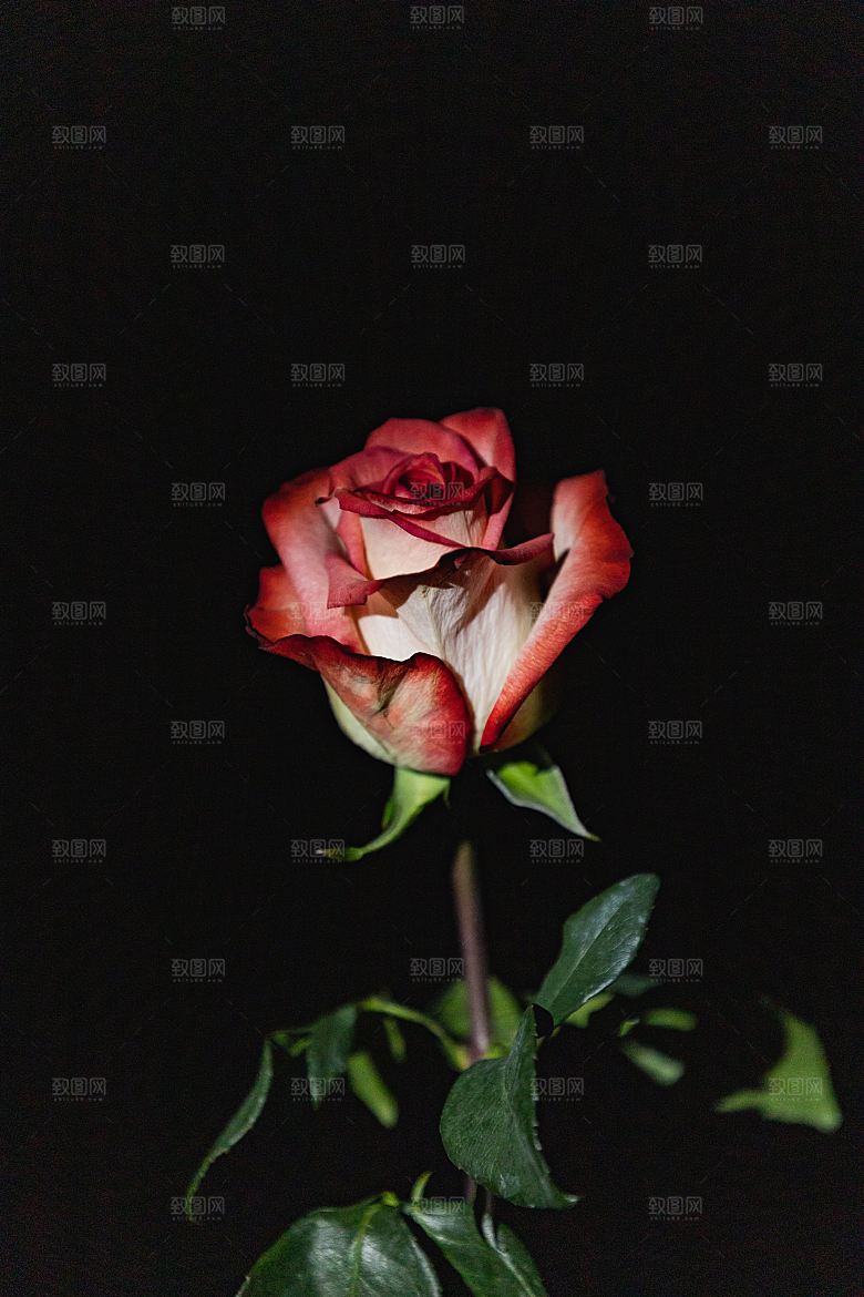 高清图库玫瑰花图片红白粉紫玫瑰花束