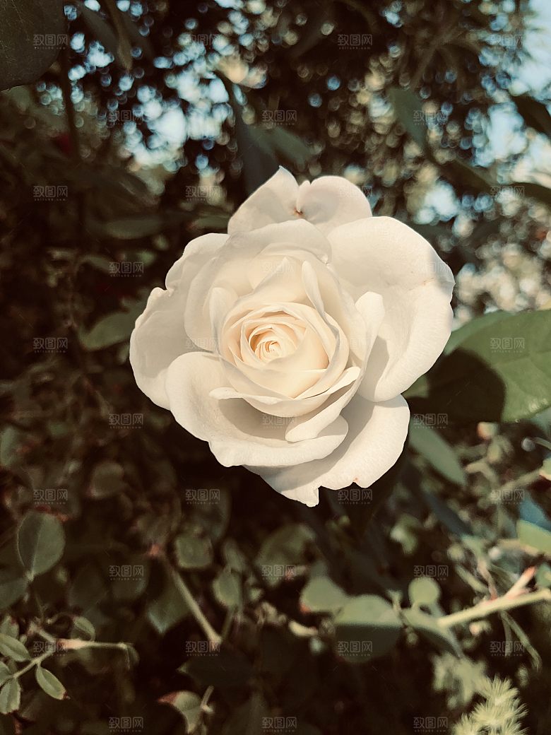高清图库玫瑰花图片红白粉紫玫瑰花束