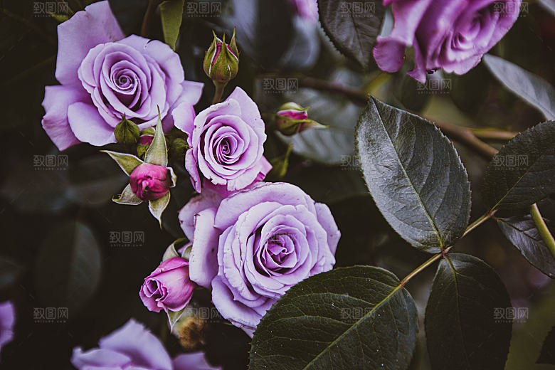高清图库玫瑰花图片红白粉紫玫瑰花束