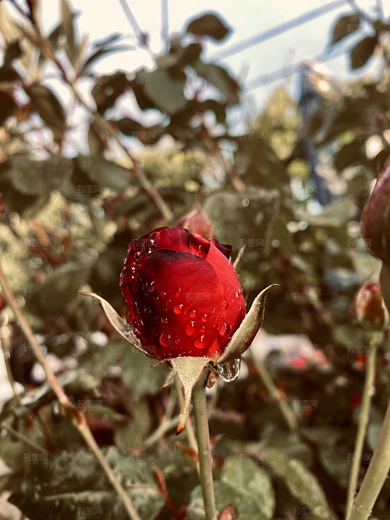 高清图库玫瑰花图片红白粉紫玫瑰花束