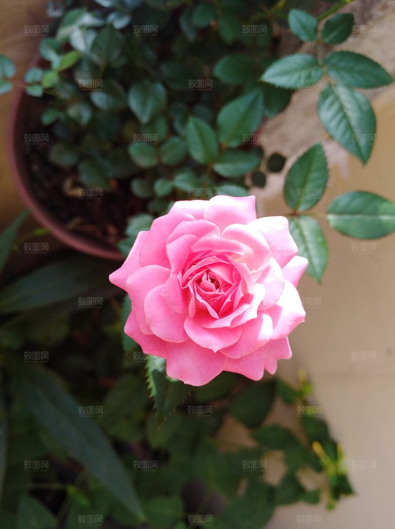 高清图库玫瑰花图片红白粉紫玫瑰花束