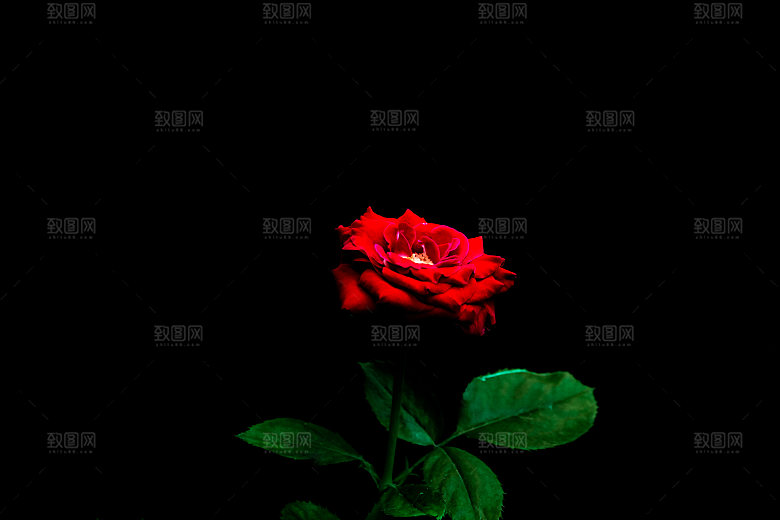 高清图库玫瑰花图片红白粉紫玫瑰花束素材