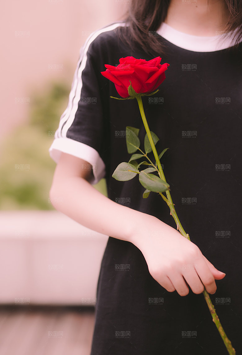高清图库玫瑰花图片红白粉紫玫瑰花束素材