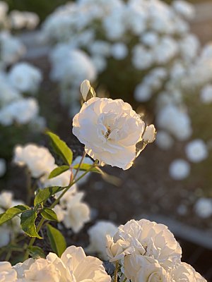 高清图库玫瑰花图片红白粉紫玫瑰花束素材