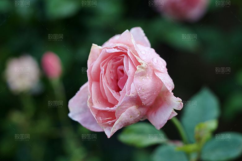 高清图库玫瑰花图片红白粉紫玫瑰花束