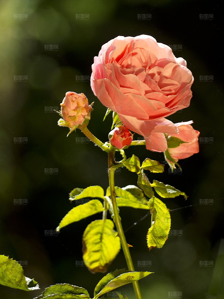 高清图库玫瑰花图片红白粉紫玫瑰花束