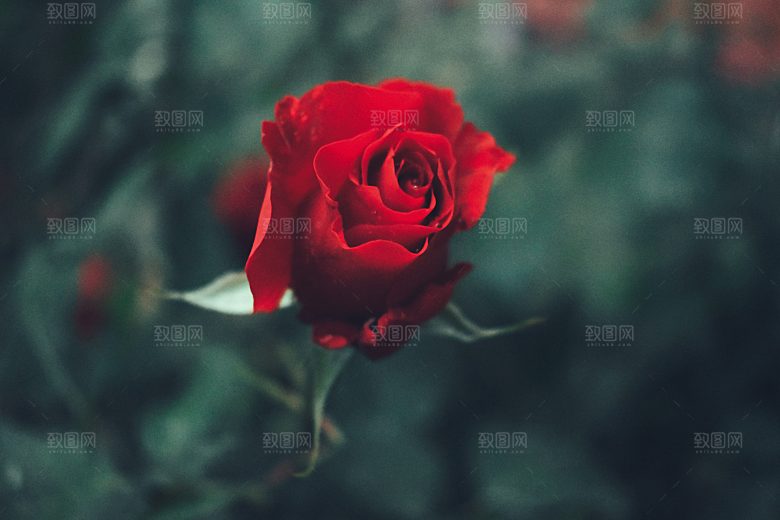 高清图库玫瑰花图片红白粉紫玫瑰花束