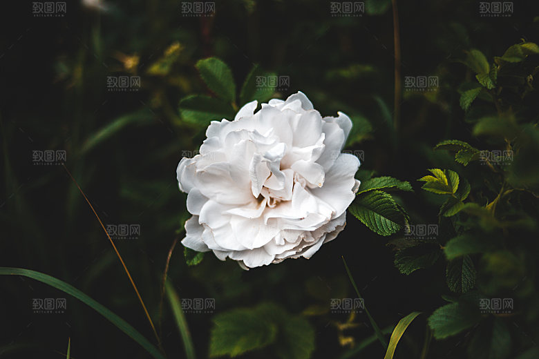高清图库玫瑰花图片红白粉紫玫瑰花束