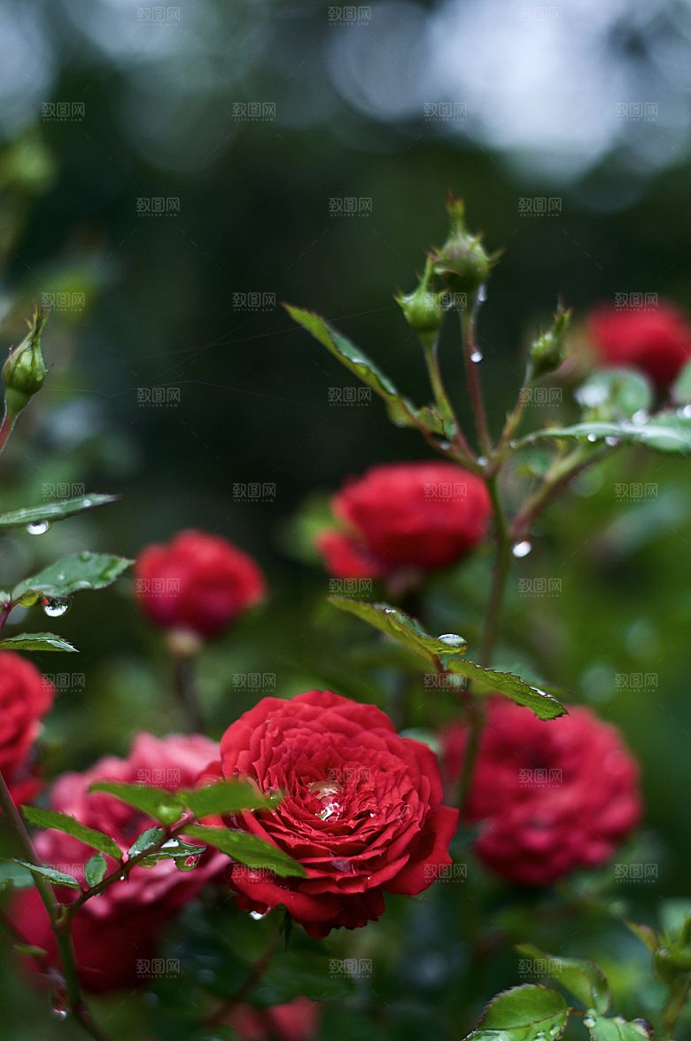 高清图库玫瑰花图片红白粉紫玫瑰花束素材