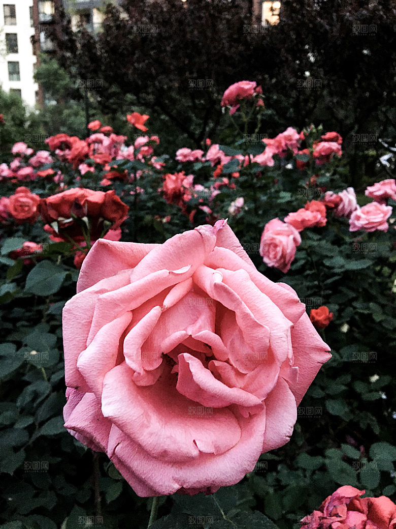 高清图库玫瑰花图片红白粉紫玫瑰花束素材